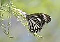 Danaus melanippus in Bohol.JPG