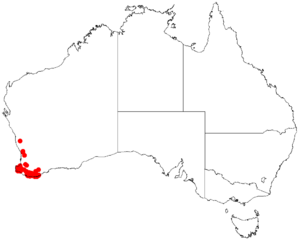 Darwinia oederoidesDistMap24.png