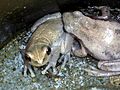 Desert Tree Frogs