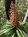 Dracophyllum traversii inflorescence