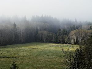 Field in Forks with elk