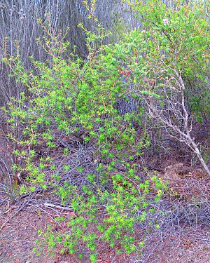 Flame heath (Astroloma conostephioides)