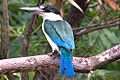 Forest Kingfisher2