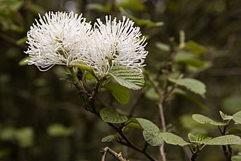 Fothergilla major (Witch alder)