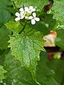 GT Garlic Mustard