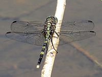 Green Skimmer 4846