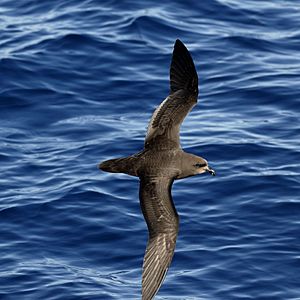 Grey-faced Petrel (32762374113)