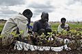 Groundnut harvesting in Malawi