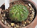 Gymnocalycium eurypleurum 3