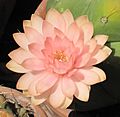 Gymnocalycium horstii 3