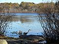 Hammond Pond P1060152