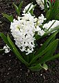 Hyacinthus orientalis Carnegie kz1