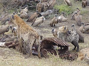 HyenasFeedFromCarcass