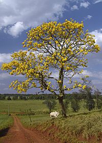 Ipê (Avaré) REFON