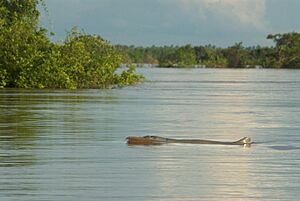 Irrawaddy Dolphin