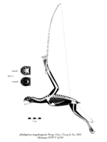 Jeholopterus ningchengensis