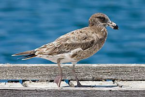 Juvenile pacific gull