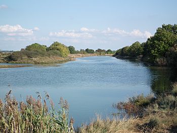 La Seudre à Saujon.jpg