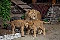 Lions Moscow zoo