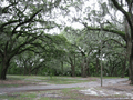 Liveoak,savannah