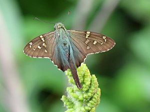 Long-tailed Skipper (30591008495).jpg