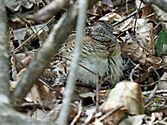 Madagascar Buttonquail RWD2