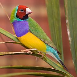 Male adult Gouldian Finch