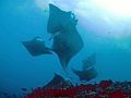 Manta alfredi maldives