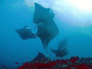 Manta alfredi maldives