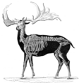 Megaloceros 1856