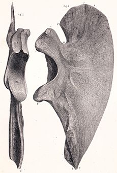 Megalosaurus pelvis