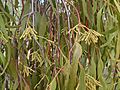 Mistletoe buds (3214517103)