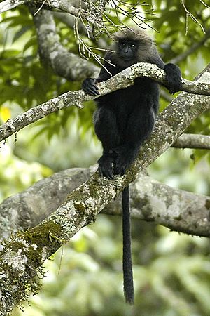 Nilgiri langur