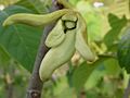 Nitidulidae's beetle visiting cherimoya's flowers