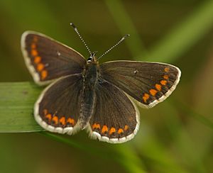 Northern brown argus 1