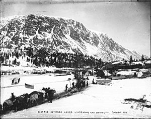 Packtrains carrying freight alongside One Mile River between Bennett Lake and Lindeman Lake, British Columbia, 1898 (HEGG 565)