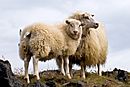 Pair of Icelandic Sheep.jpg