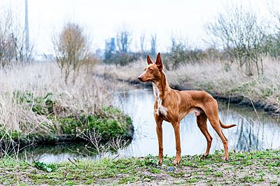 Pharaoh Hound near river