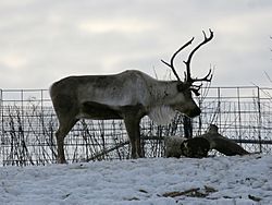 Rangifer tarandus - Syracuse Zoo