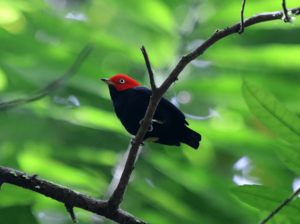 Red-capped-manakin.png