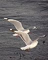 Red billed gull-12