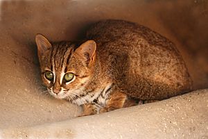 Rusty spotted cat 1.jpg