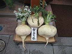 Sakurajima daikon