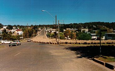 Sheep Warialda.jpg