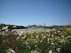 Sherkin Island, The Cow Strand