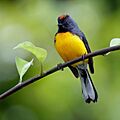 Slate-throated Whitestart