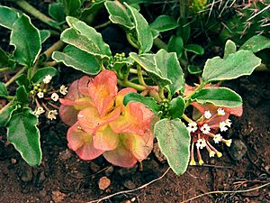 Small-Flowered Sand Verbena, Great Sand Dunes