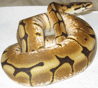 Spider Morph Ball Python