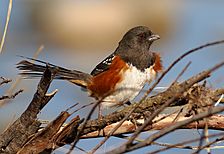 SpottedTowhee-24JAN2017