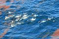 Striped Dolphins